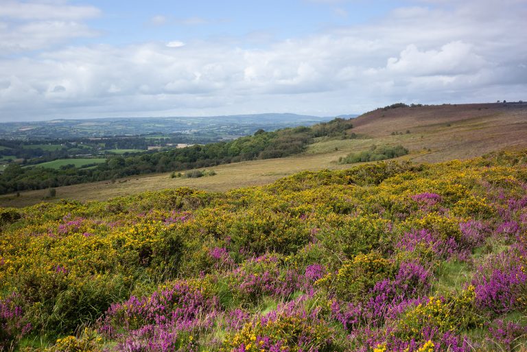 Heather and gorse on Blackdown Common