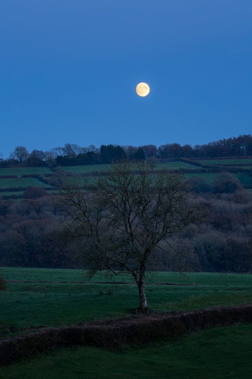 The moon rising over a winter landscape with a tree in the foreground