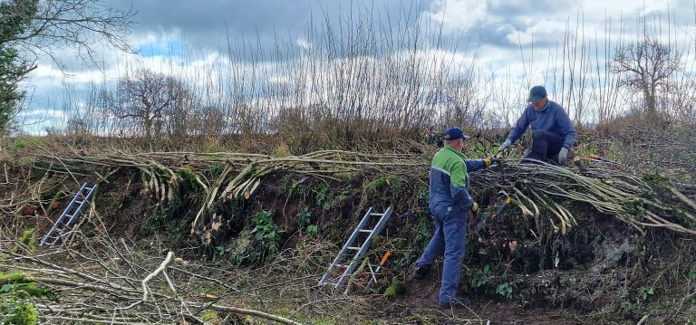 two men taking part in Skills of the Hills hedge laying competition working on a hedge