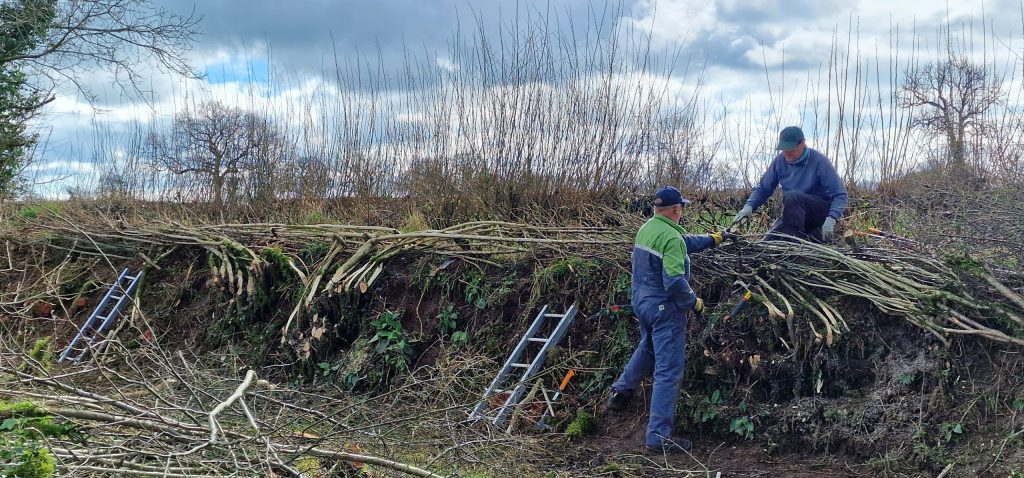 two men taking part in Skills of the Hills hedge laying competition working on a hedge