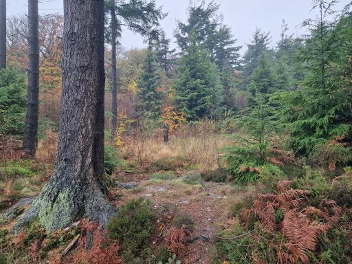 Woodland in a variety of autumnal colours