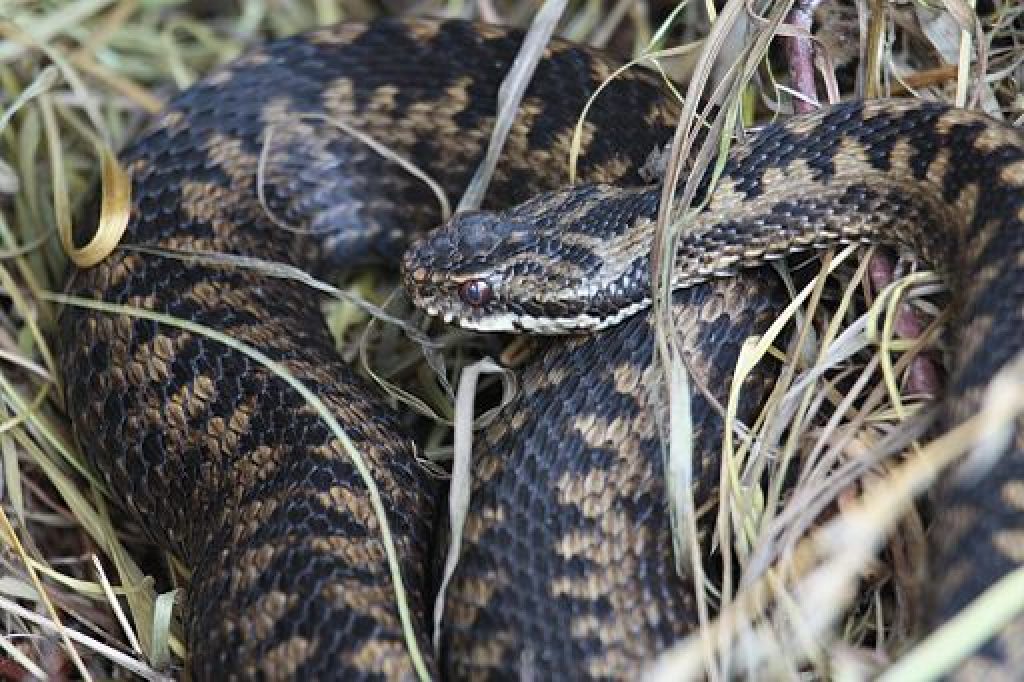 close up of adder curled up in grass