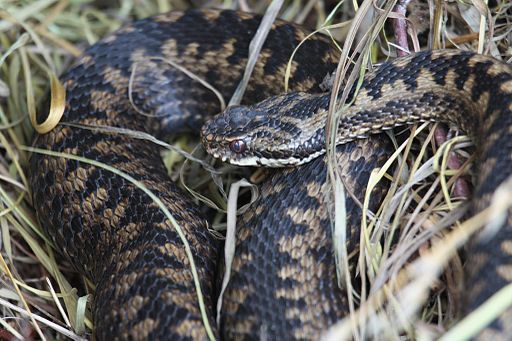 close up of adder curled up in grass